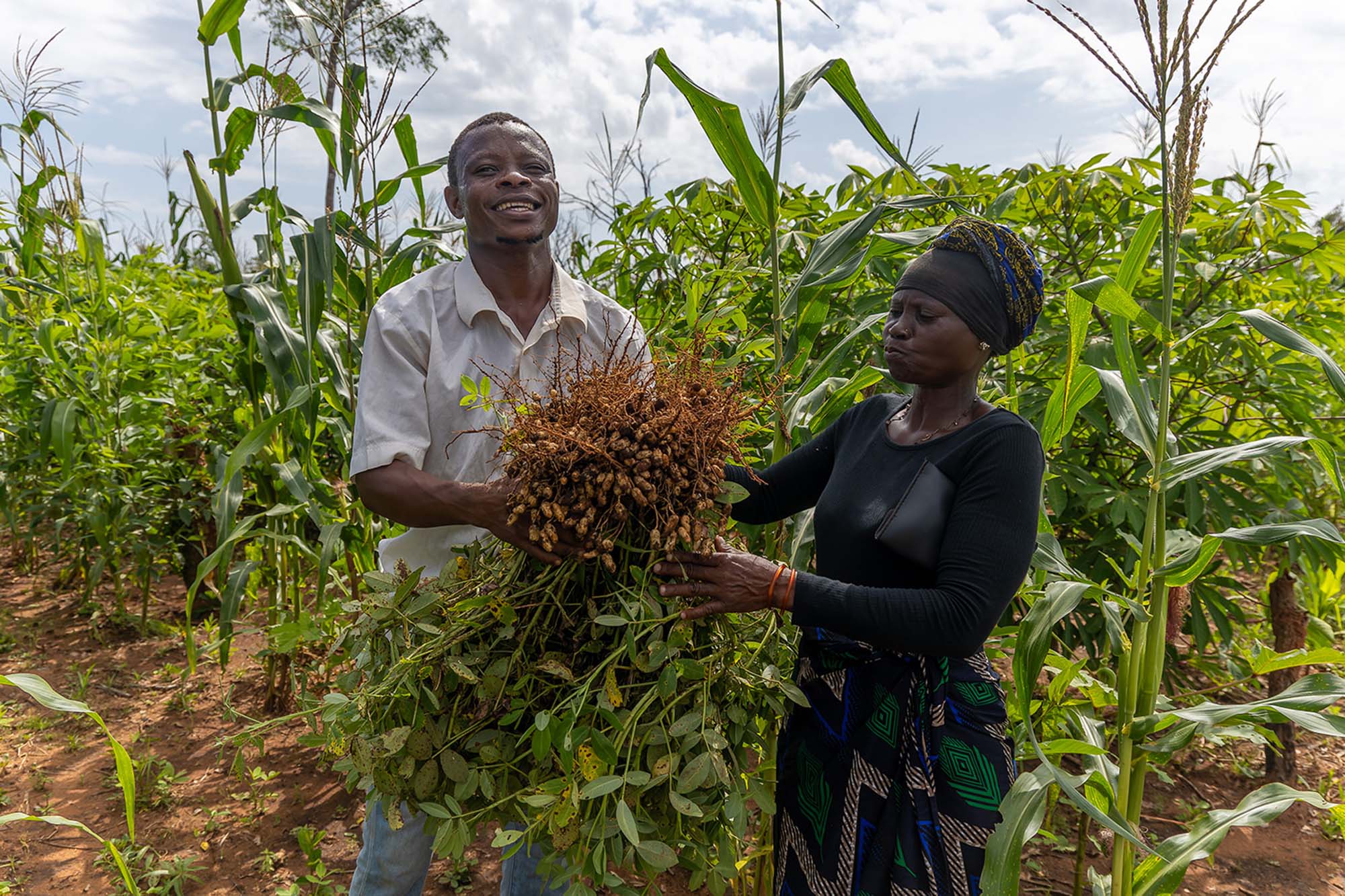 Two individuals in a crop field holding large bundles of freshly harvested plants.