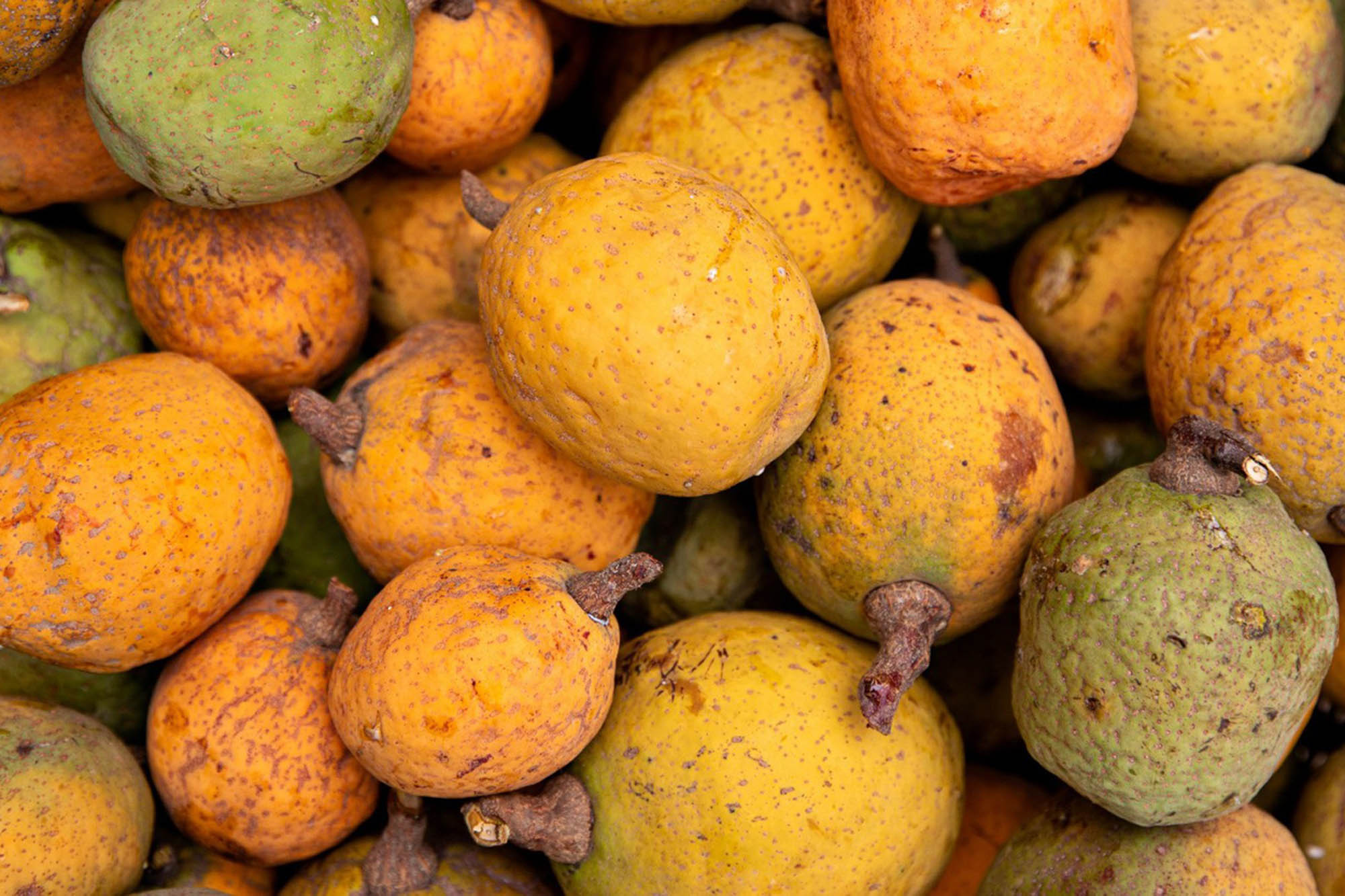 A close-up of a pile of madd fruit in different stages of ripeness.