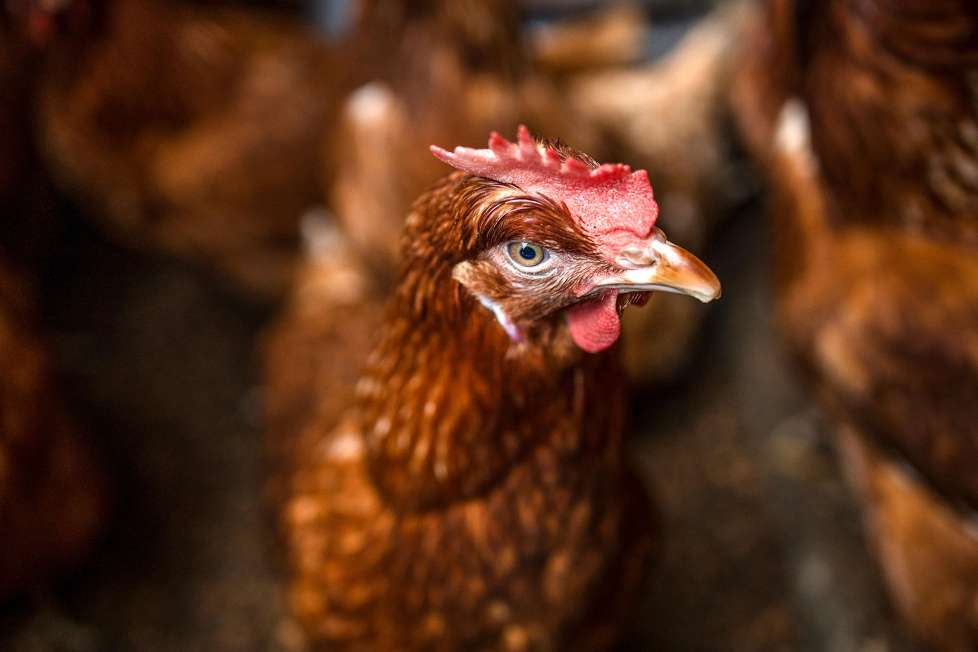Close-up of the head and neck of a hen with her gaze shifted to the side.