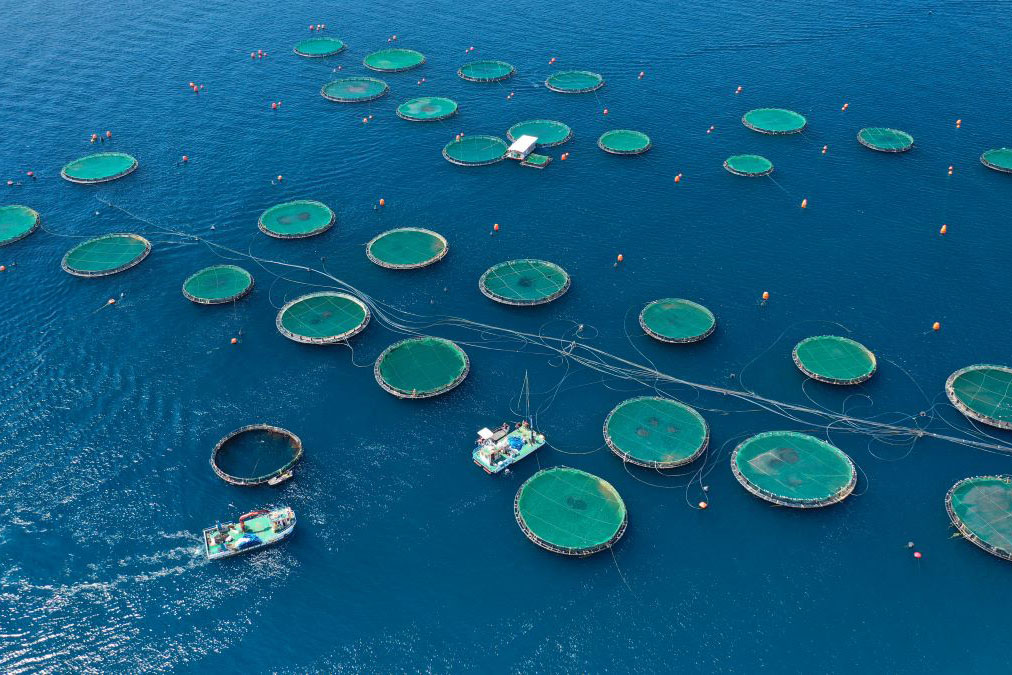 A fish farming facility raising sea bass and sea bream.