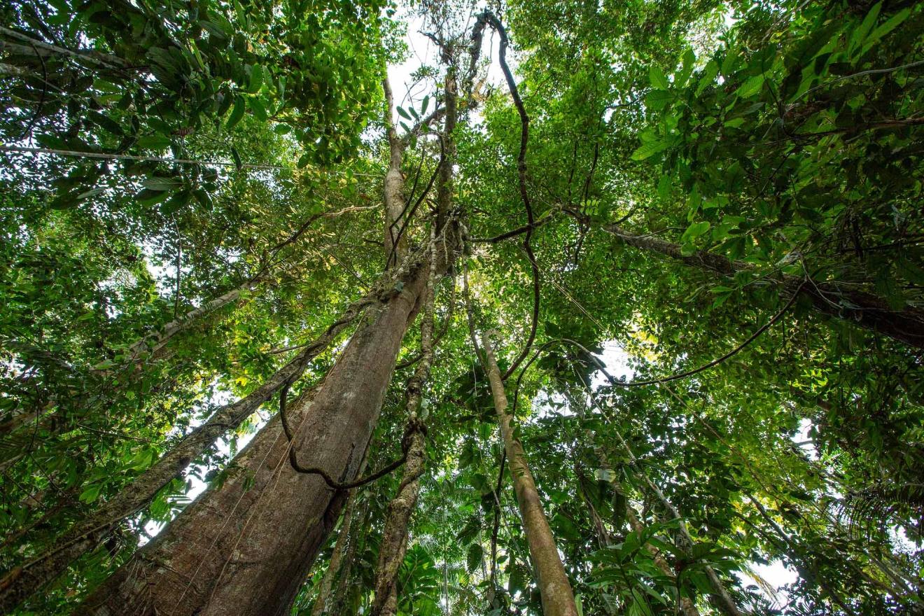 Tall trees with thick trunks and extensive branches reaching upward viewed from below.