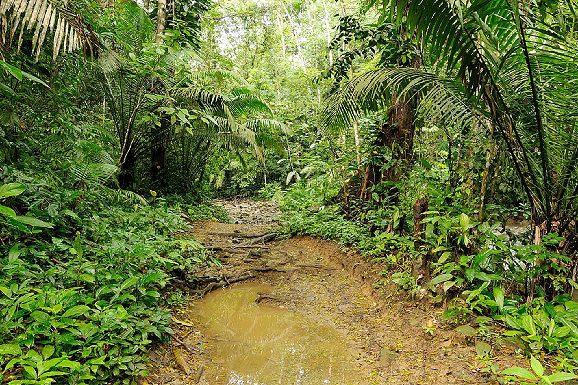 A view of the Darien jungle, a challenging and dangerous route for migrants and asylum seekers due to its wild animals, oppressive heat, and labyrinthine rivers. 