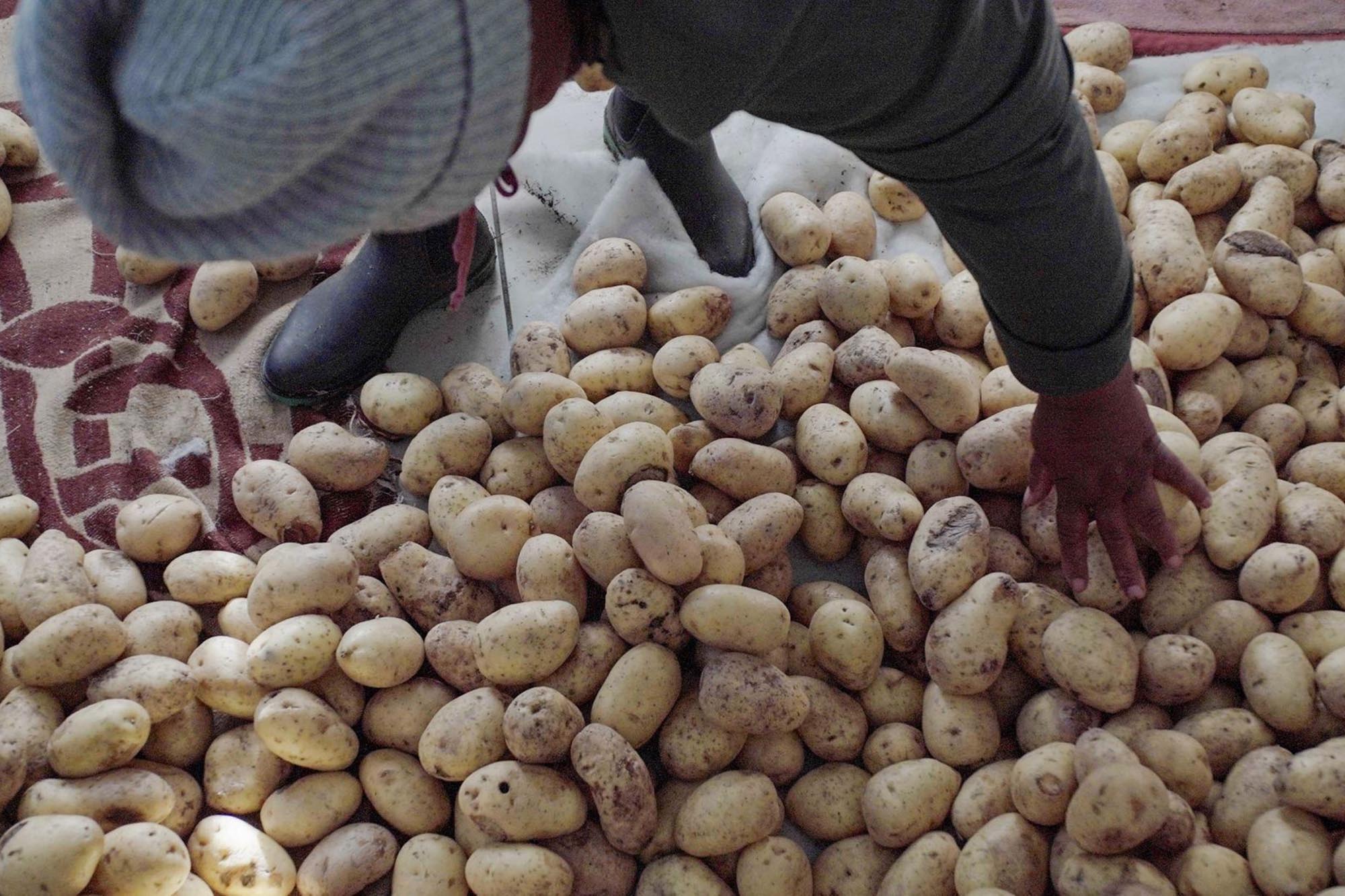 A person sorting a large pile of potatoes.