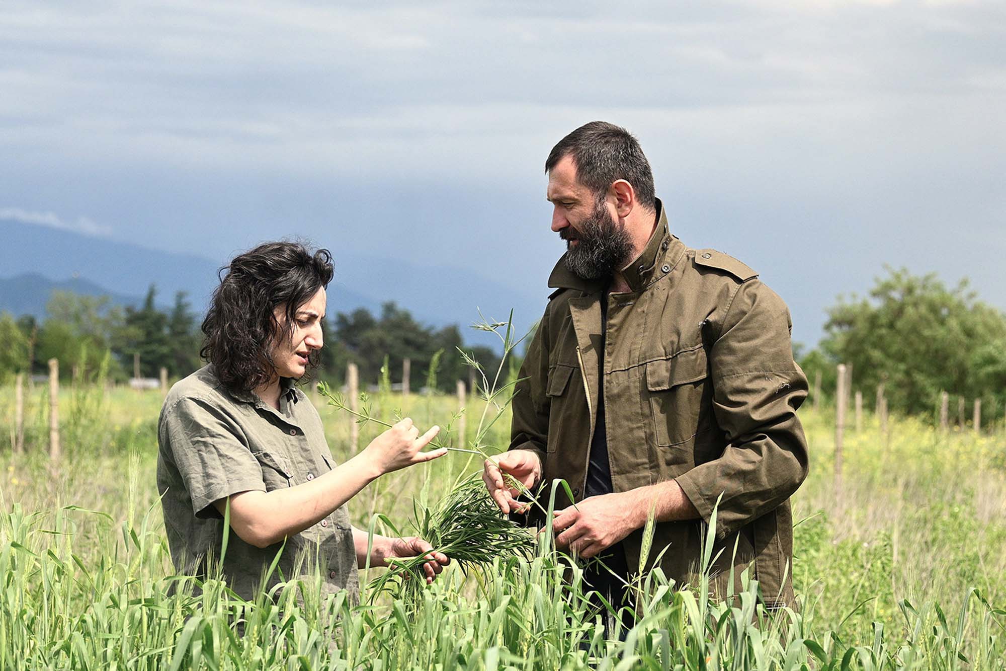 Two individuals standing in a field of crops holding and examining plants.
