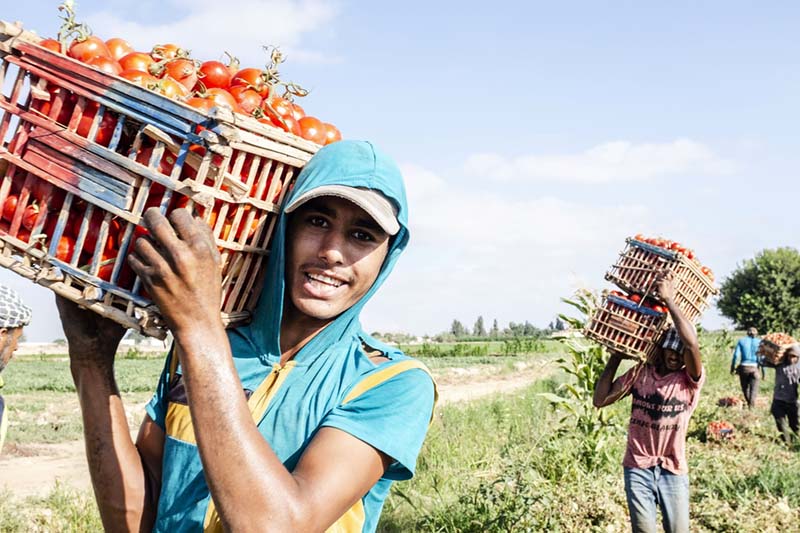 youth with crate of tomatoes