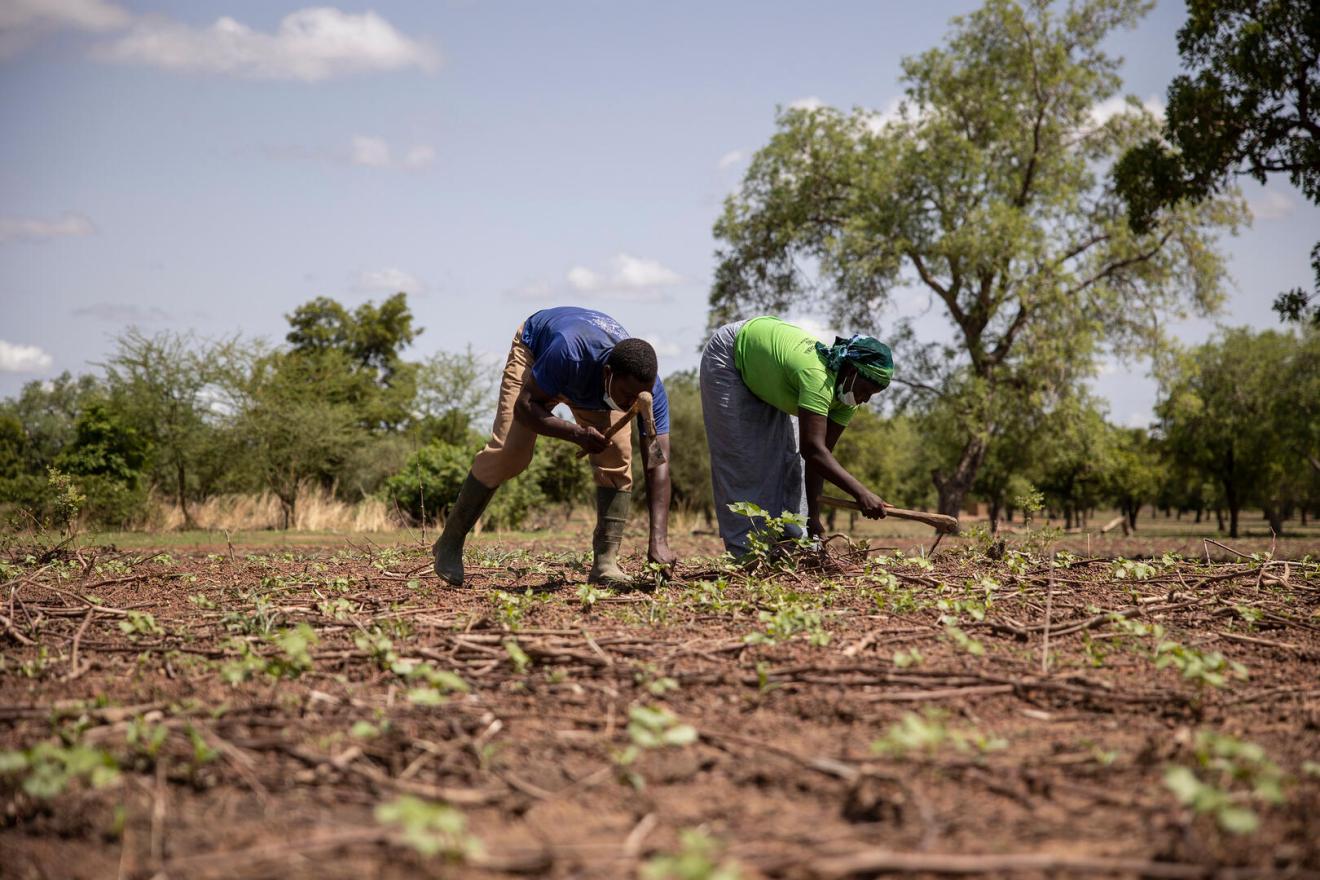Two farm workers in an open field.