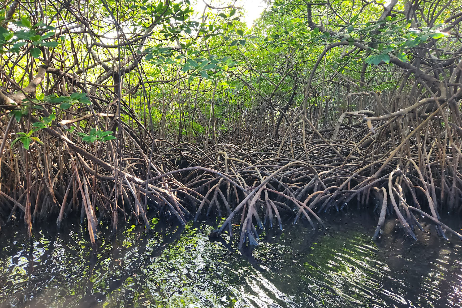mangroves