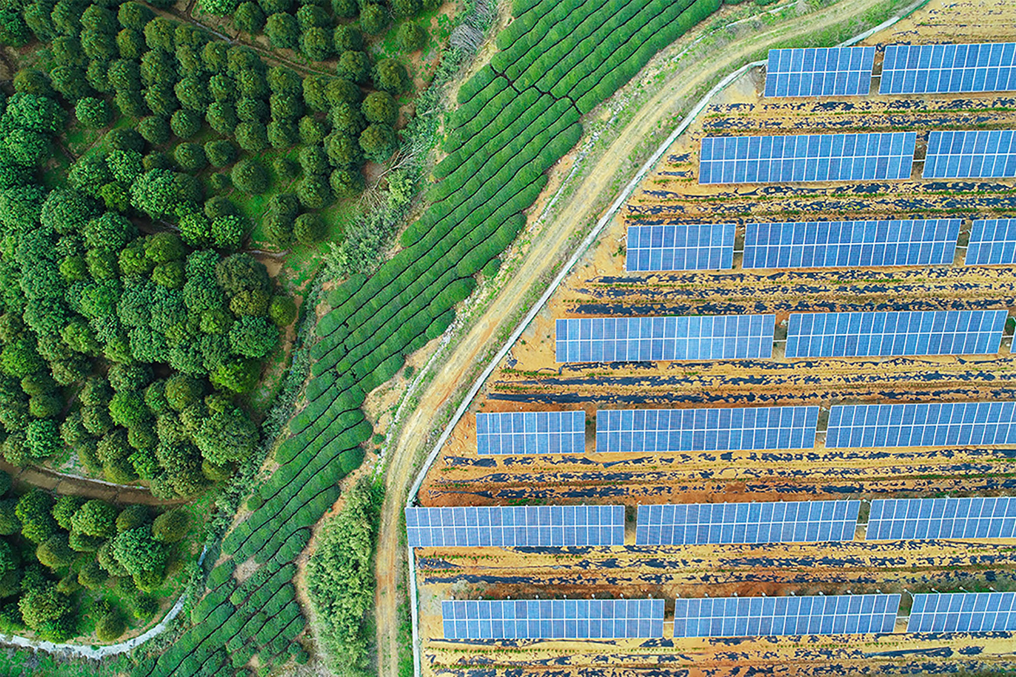 solar panels in forest