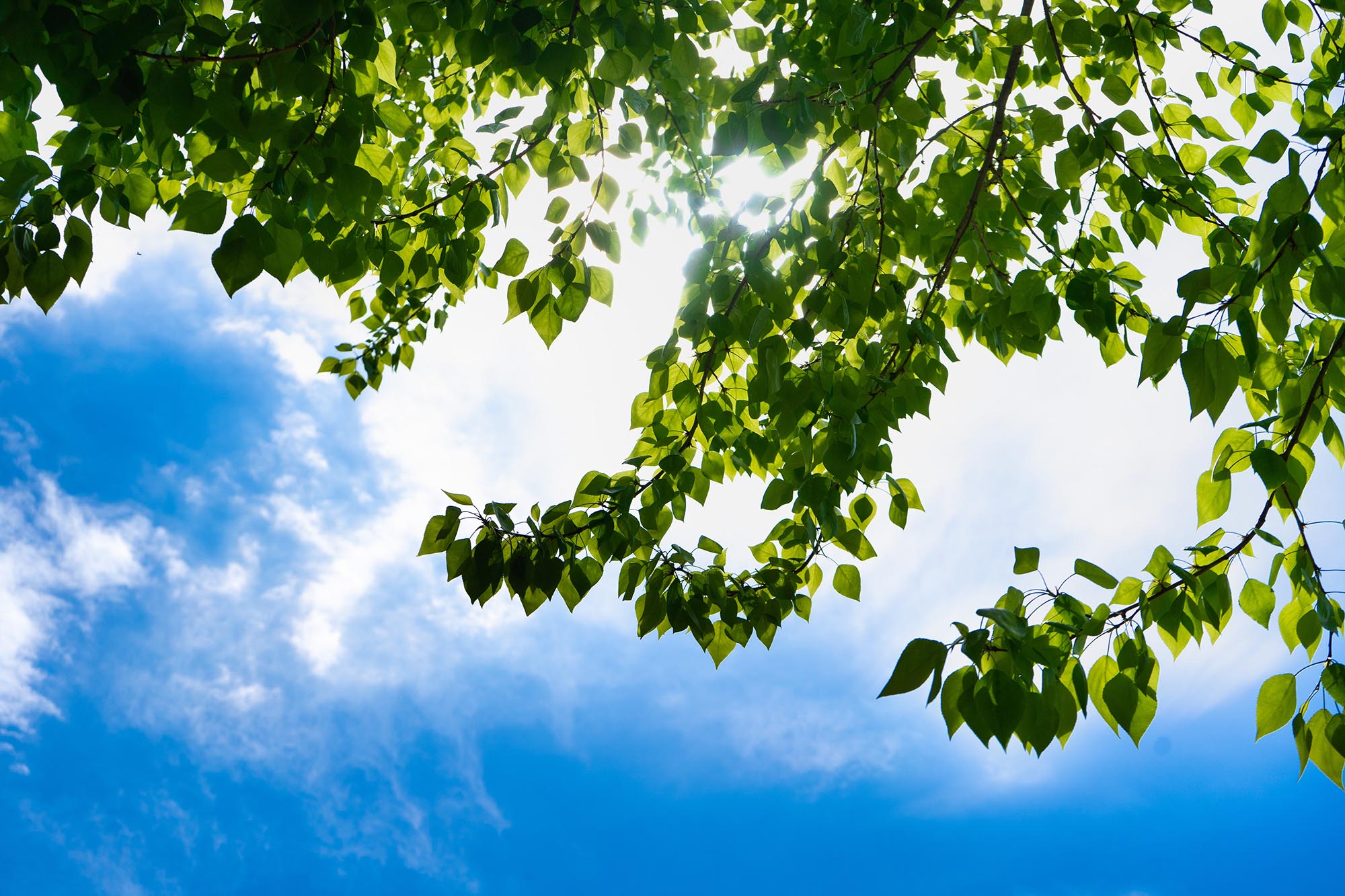 Green leaves of a tree against the blue sky and the sun.