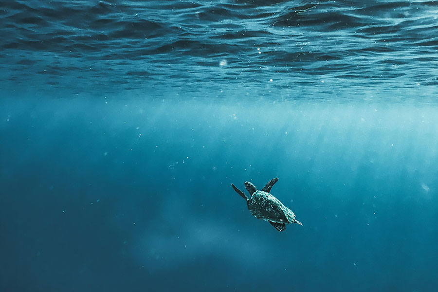 turtle in ocean