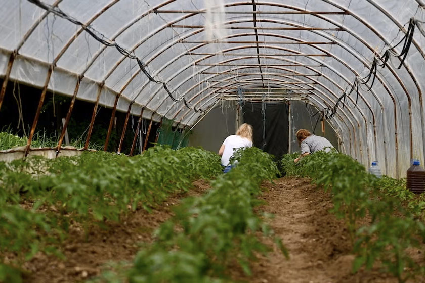 two women seen from the back working in greenhouse