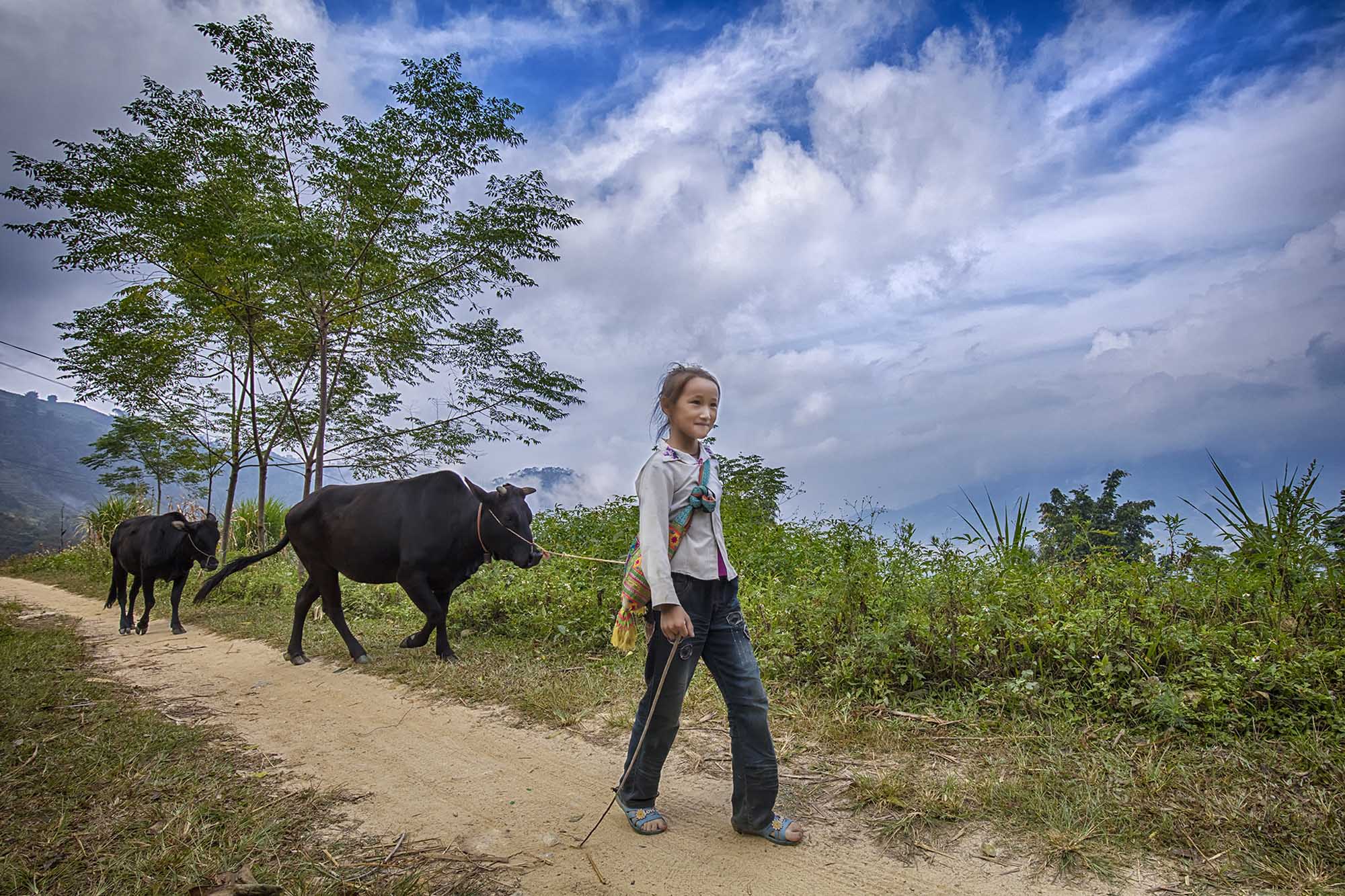 Young girl leads two cows along a rural path.