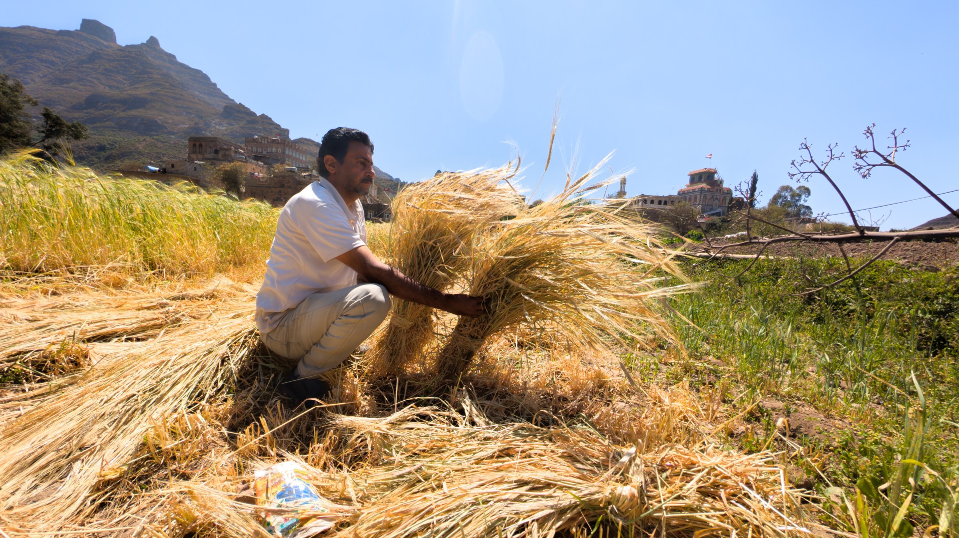 farmer collecting straw